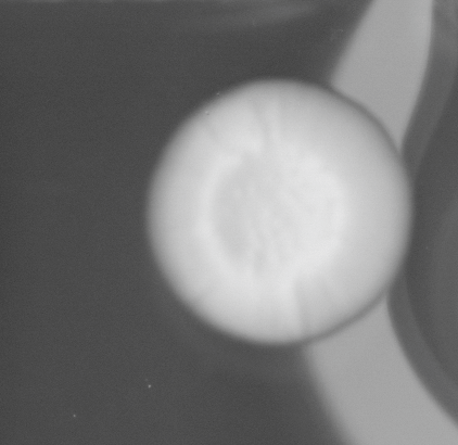 CCM_0.1percent_img
