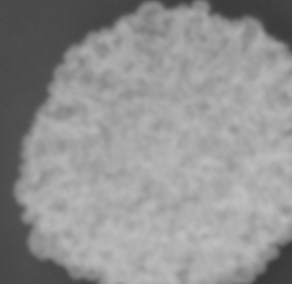 CCM_0.1percent_img