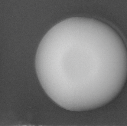 CCM_EtOH_img
