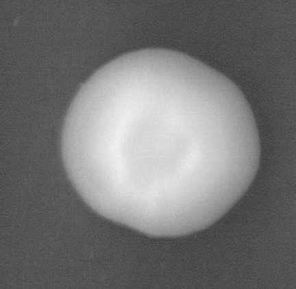CCM_YPD_img