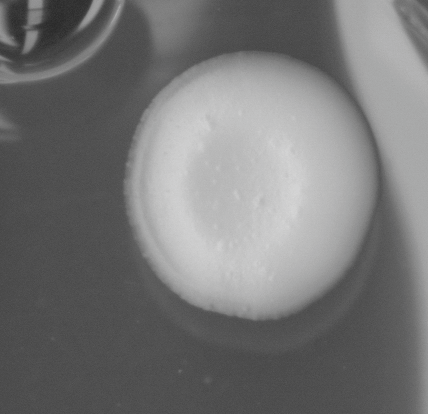 CCM_0.1percent_img