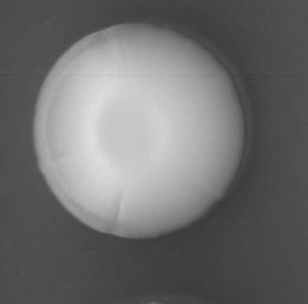 CCM_LD_img