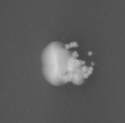 CCM_EtOH_img