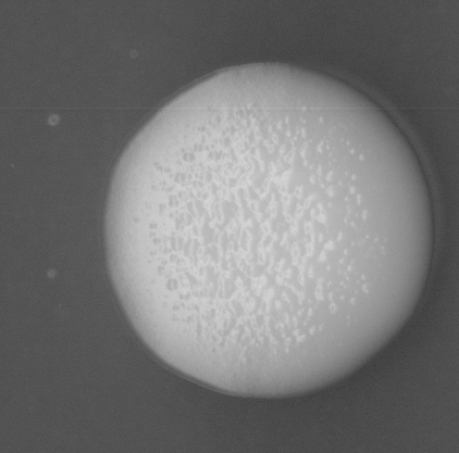 CCM_EtOH_img