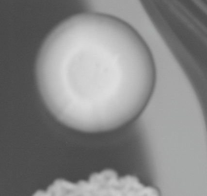 CCM_0.1percent_img