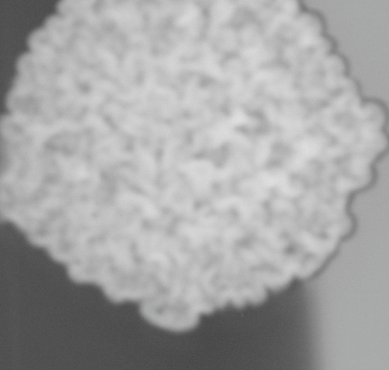 CCM_0.1percent_img