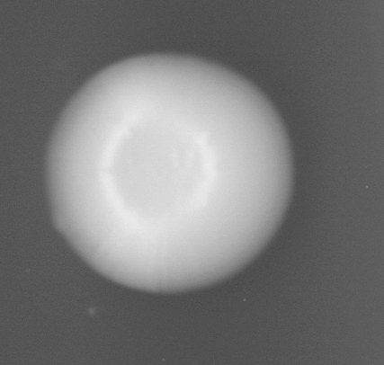 CCM_0.1percent_img