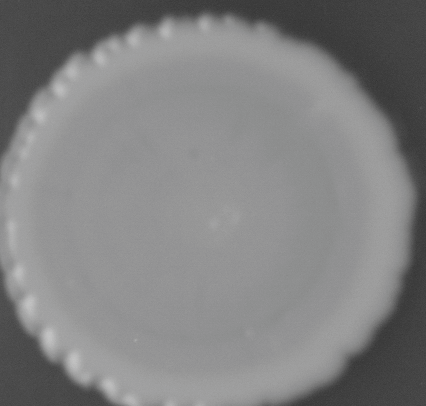 CCM_0.1percent_img