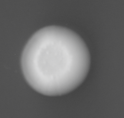 CCM_0.1percent_img