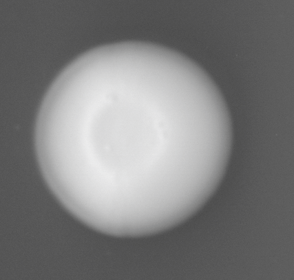 CCM_0.1percent_img