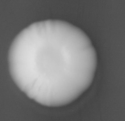 CCM_LD_img