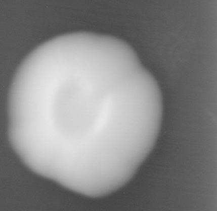 CCM_LD_img