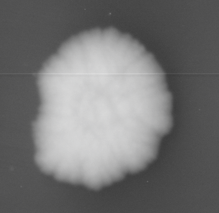 CCM_LD_img
