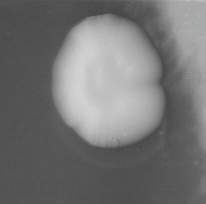CCM_EtOH_img