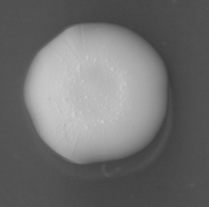 CCM_EtOH_img