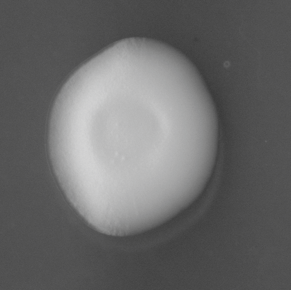 CCM_EtOH_img