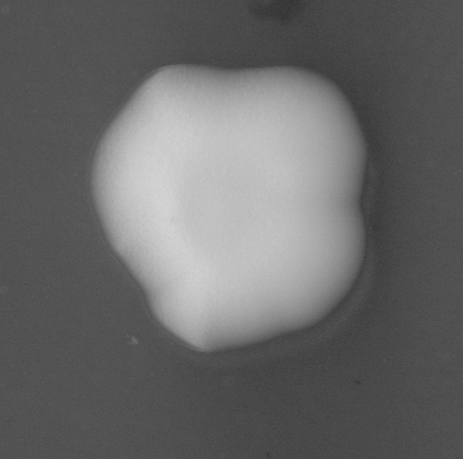 CCM_EtOH_img