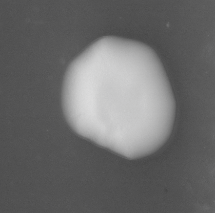 CCM_EtOH_img