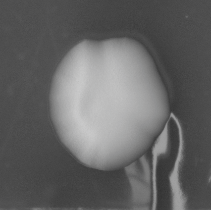 CCM_EtOH_img