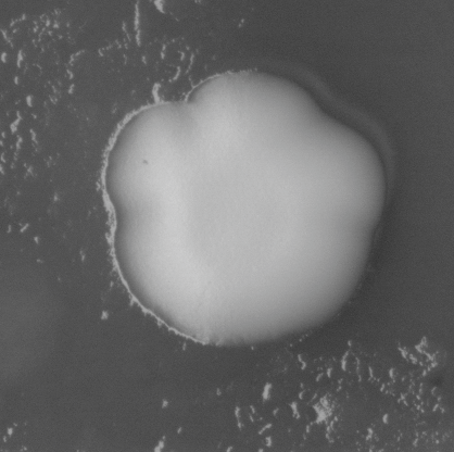 CCM_EtOH_img