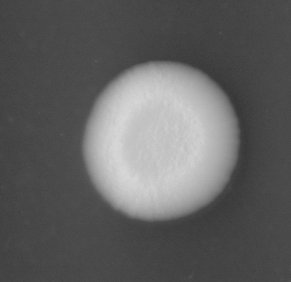 CCM_0.1percent_img