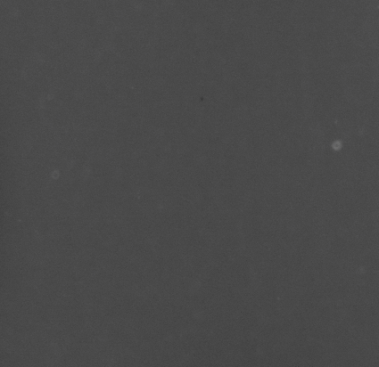 CCM_0.1percent_img