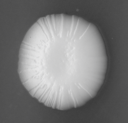 CCM_LD_img
