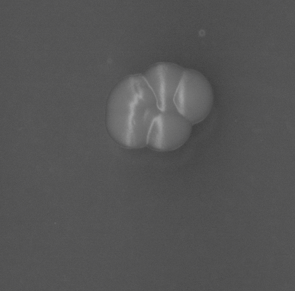 CCM_EtOH_img