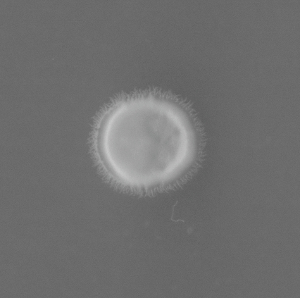PSH_img