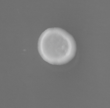 PSH_img