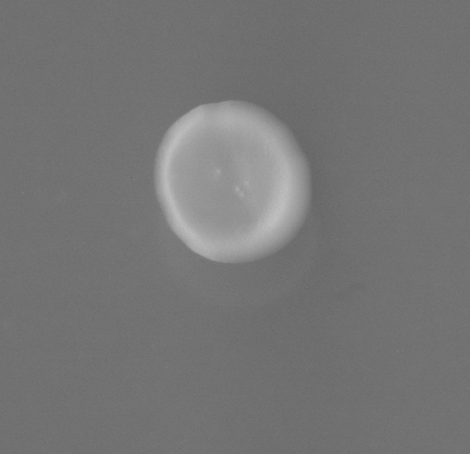 PSH_img