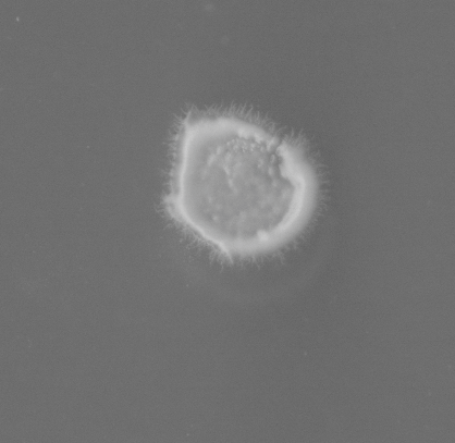PSH_img