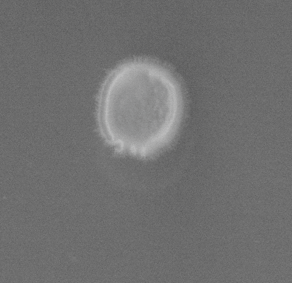 PSH_img